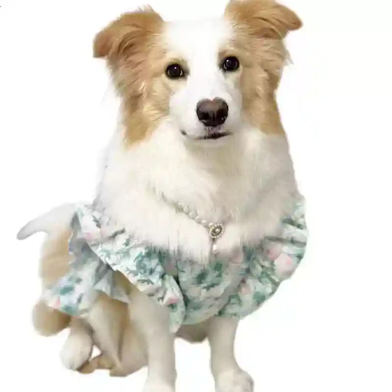 애완동물 의류 봄과 여름 귀여운 중형 및 대형견 의류  - Summer Dog Clothing 리뷰 및 가격